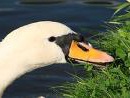 Swan headflipped