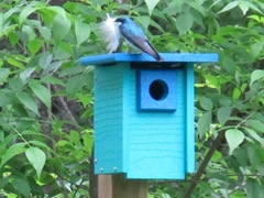 2. Bluebird and feather